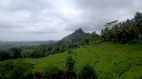 View of rice terraces in indonesia Stock Footage 106559633