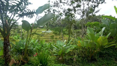 View of rice terraces in indonesia Stock Footage 106559776