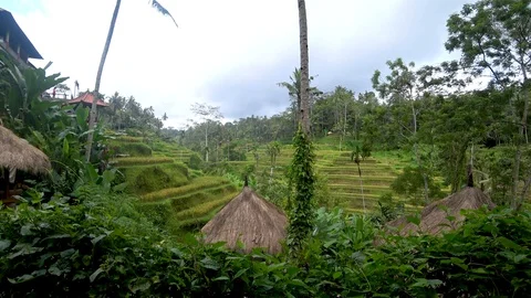 View of rice terraces in indonesia Stock Footage 106559799