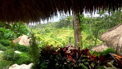 View of rice terraces in indonesia Stock Footage 106559872