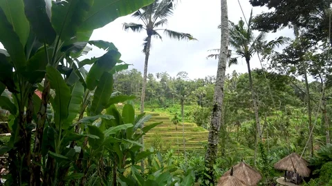 View of rice terraces in indonesia Stock Footage 106559947