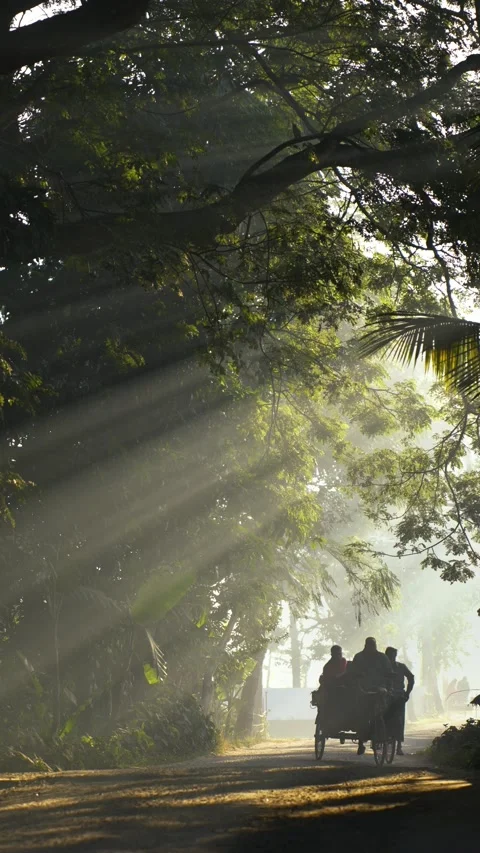 View of a rickshaw on a misty road with sunbeams, Bangladesh. Video stock 335486603
