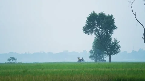 View of a rickshaw moving through green fields in Bogura, Bangladesh. Stock Footage 334962299