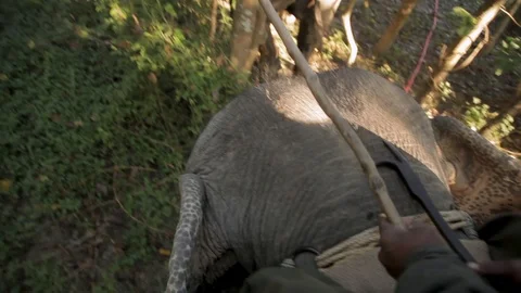 View from riding an elephant through a forest Nepal Stock Footage 91055095