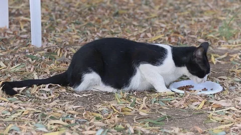 View from right side as a homeless black and white cat eats on grass Stock Footage 118909067