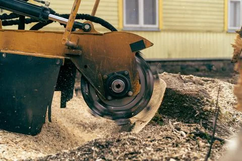 View from the right side to the stump grinder, which turns into a chip maple  Stock Photos