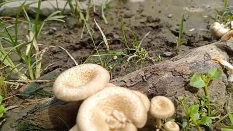 View of a ring mushroom growing in rotten wood. 库存影片 329610696