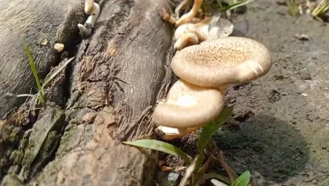 View of ring mushroom with slender stem. Видео 329610765