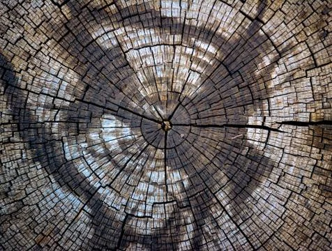 View of the rings of an old cut tree Stock Photos