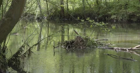 View into the riparian forest in Leipzig 動画素材 155577717
