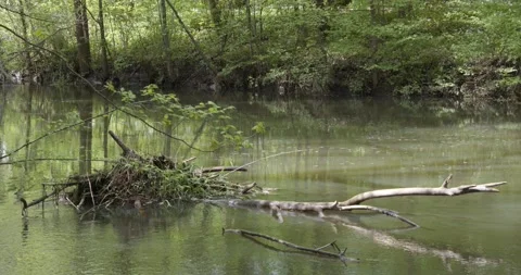 View into the riparian forest in Leipzig Stock Footage 157328357