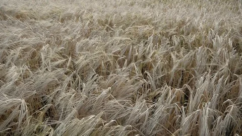 View on ripe cereals field with wind Stock Footage 115214798