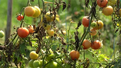 View of ripening tomatoes on vines in a field, Nepal. Vídeo Stock 335602745