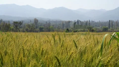 View of a ripening wheat field with mountains in background, Nepal. Vídeos de archivo 335602608