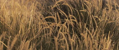 View of ripening wheat field at sunset Stock Footage 152399489
