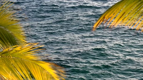 View on rippling sea surface through palm tree leaves Stock Footage 209966774