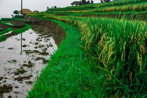 View on rise fields and fields with water at Bali island. Indonesia Stock Photos