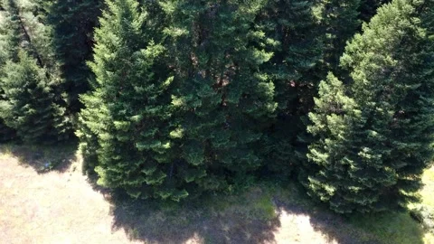 View rising over dry grass clearing uncovering fir forest on mountain terrain Stock Footage 325221647