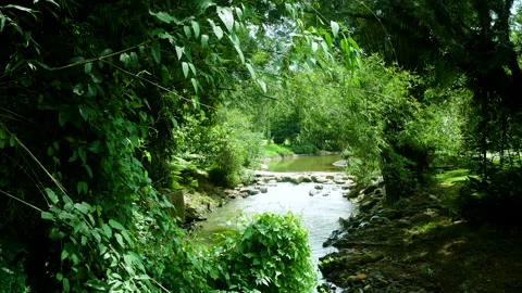 The view of a river and its lush environment in  forest. Stock Footage 139268290