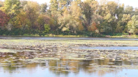 View of the river in the autumn Stock Footage 42649443