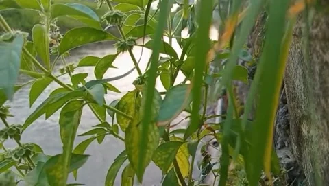 The view on the river bank shows tree branches with light green leaves. Stock Footage 323449078