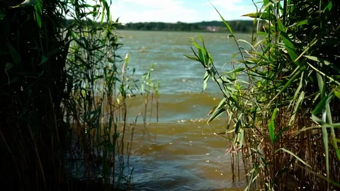 View on a river bank through reed plants. Slow motion Видео 123712567