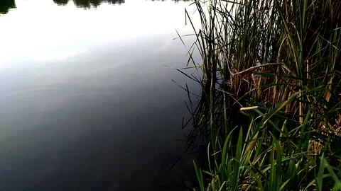View from the river bank to the water surface. River bank with growing reeds. Stock Footage 165945716