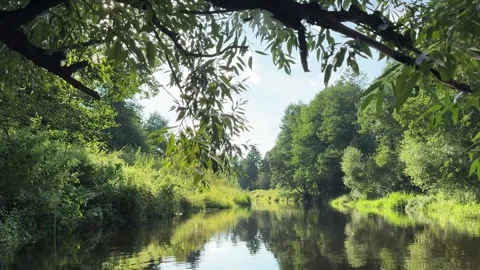 A view of the river from a boat, gliding through the branches on a summer Stock Footage 342053486