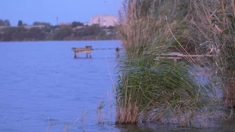 View of the river, bridge, reeds Stock Footage 116130055