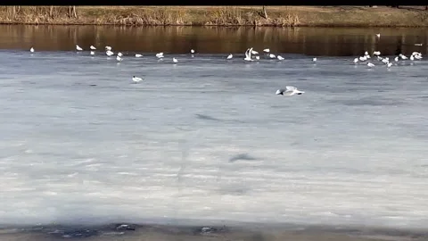 View of the river in the city pak covered with ice Stock-Footage 172322733