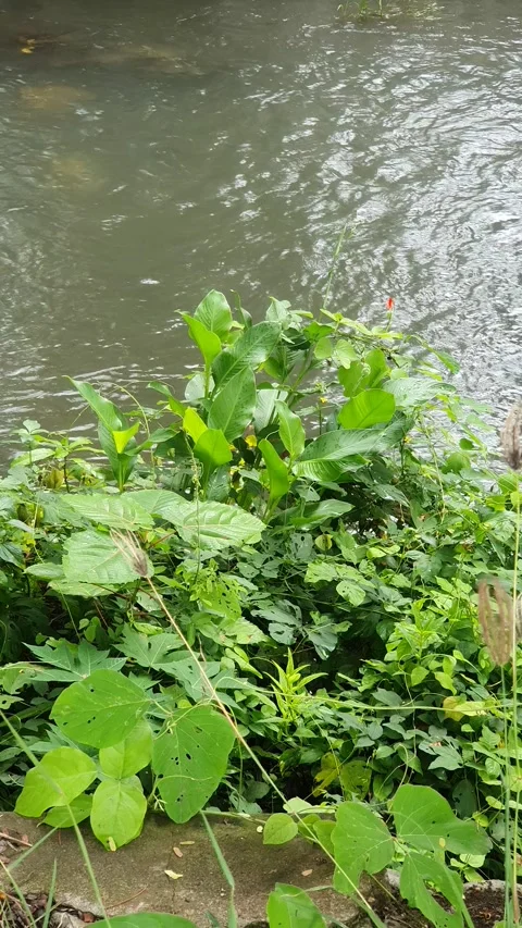 View of the river current seen from above Stock Footage 330404467