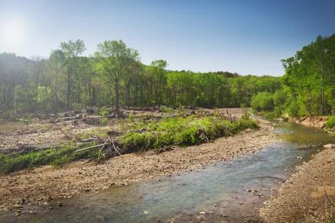 View of the river, fallen trees and forest on a sunny day Stock Photos