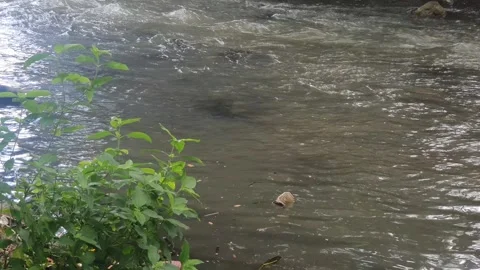 View of the river flowing and its trees 库存影片 330452084