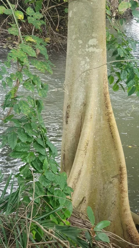 View of the river flowing and its trees Stock Footage 330452109