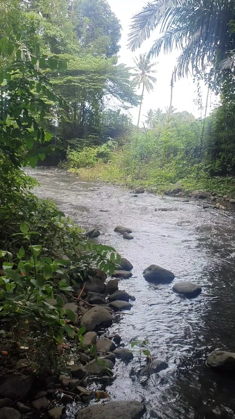 View of the river flowing and its trees Stock Footage 330452355
