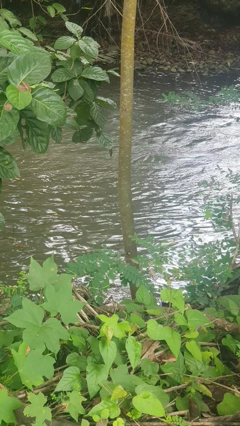 View of the river flowing and its trees Stock Footage 330452989