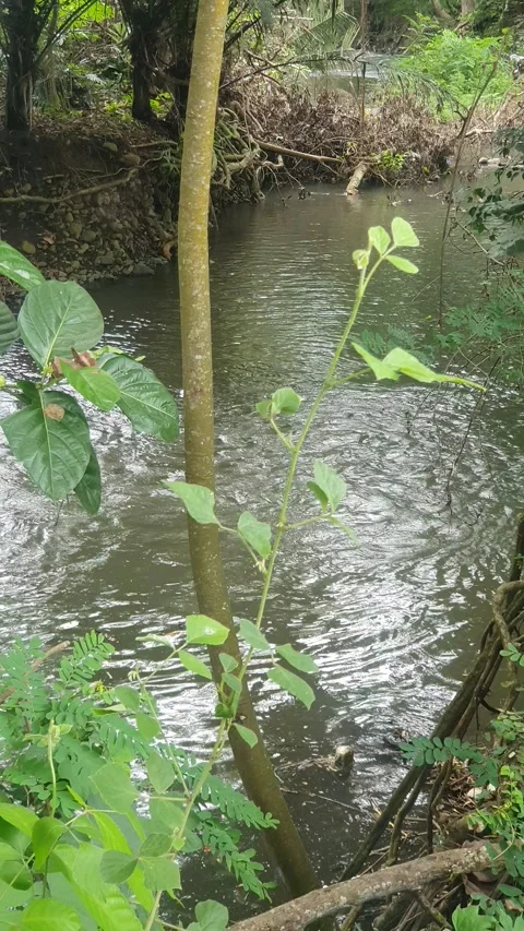 View of the river flowing and its trees Video stock 330453042