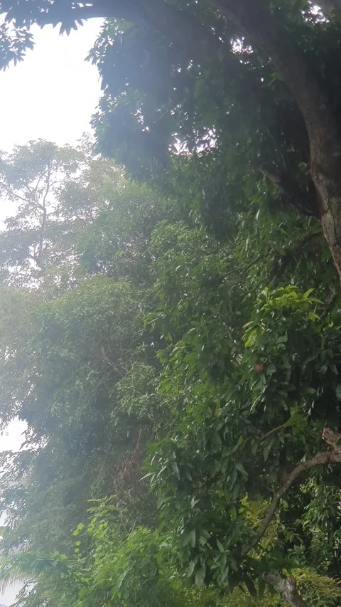 View of the river flowing and its trees Stock Footage 330453247