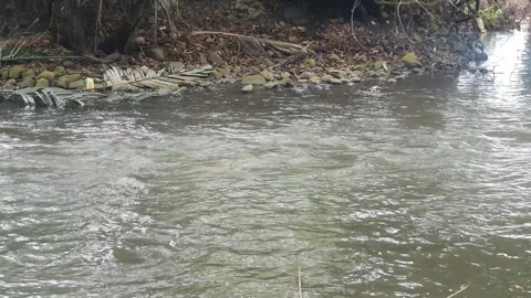 View of the river flowing and its trees Video stock 330456186