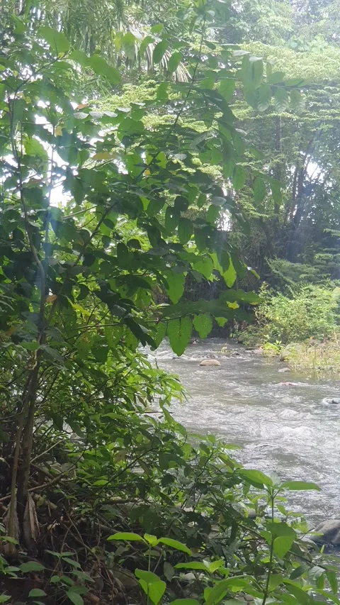 View of the river flowing and its trees Stock Footage 330456343