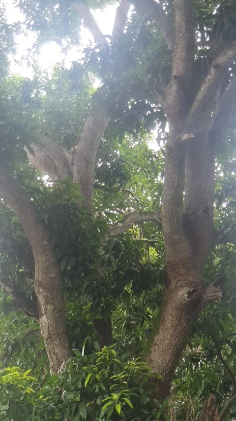 View of the river flowing and its trees Stock Footage 330456361