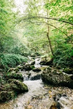 View of the river flowing through the forest Stock Photos