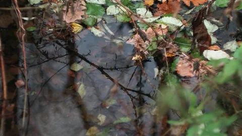 The view of the river Stock Footage 234729222