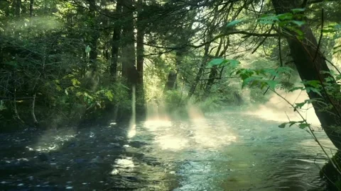 The view of the river in the forest Stock Footage 234368801