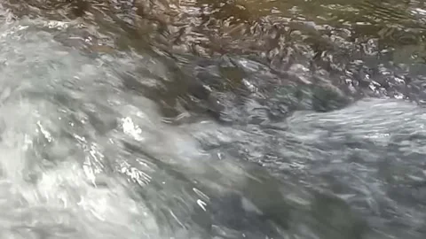 View of the river in the forest Stock Footage 236839384