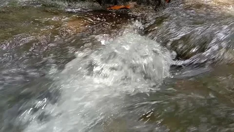 View of the river in the forest Stock Footage 236839654