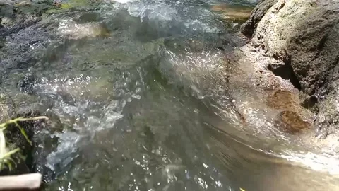 View of the river in the forest Stock Footage 236840096