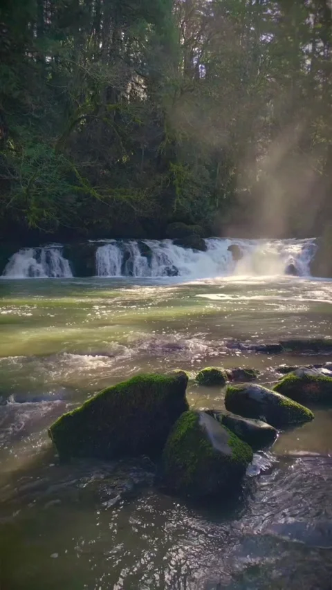 View of river in the forest Stock Footage 273975545