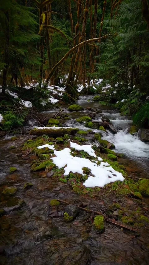 View of river in the forest Stock Footage 274038179