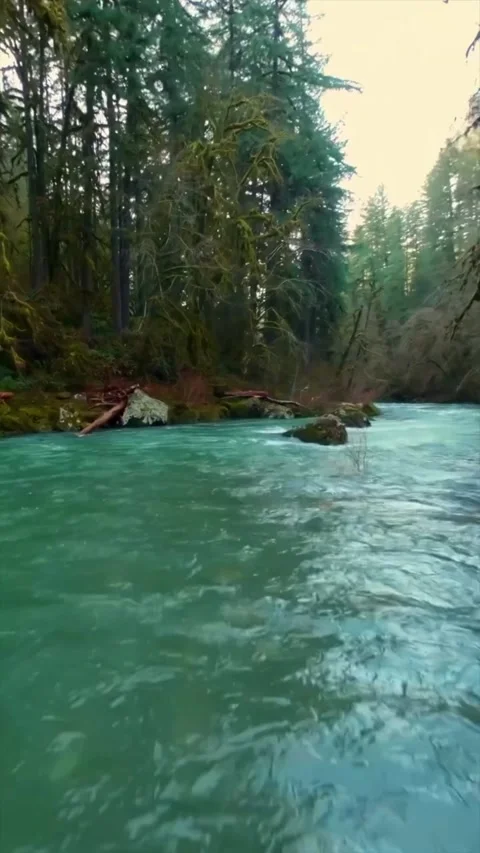 View of river in the forest Stock Footage 274111155